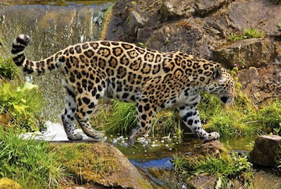 Autopista Jala- Vallarta Respetará Paso y Hábitat del Jaguar de Bahía
