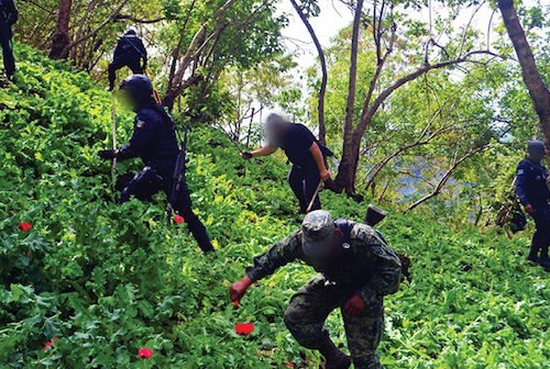 Destruyeron nueve sembradíos de Amapola en la Sierra del Nayar