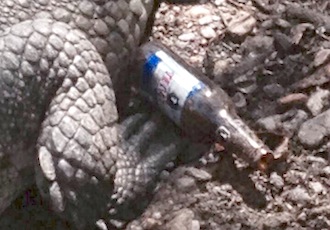 Gente Inconsciente Contamina Hábitat de Cocodrilos