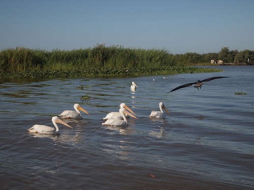 El Birding potencializa el ecoturismo de Riviera Nayarit