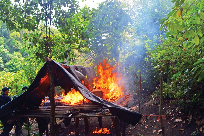 Destruyen 11 plantíos de Amapola en El Malinal