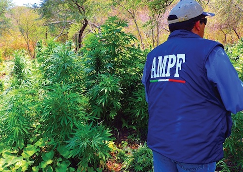 Destruyen 15 plantíos de marihuana en Ixtlán del Río
