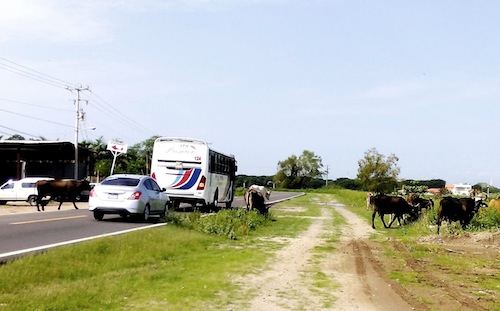 Ganado Suelto en Carretera a San Juan de Abajo pone en Riesgo a Conductores