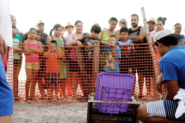Asiste Héctor Santana a Liberación de Tortugas en Playa de Lo de Marcos