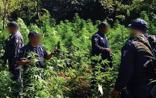 Localizan y destruyen 54 toneladas de Marihuana, en Jala, Nayarit