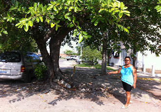Raíces de Árbol Dañan Poste; Podría Afectar Edificio