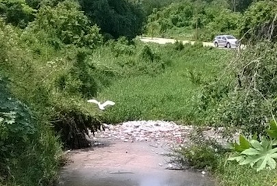Buscan Ejidatarios de Bucerías Desazolvar Contaminado de Canal