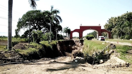 Mueren Valiosas Palmas en Riesgo por Obra del Colector en San de Abajo