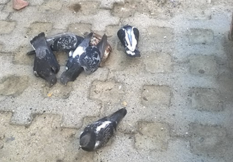 Denuncian Envenenamiento de 50 Palomas en Hotel San Marino