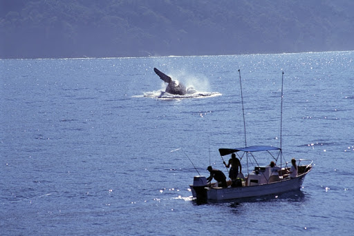 Inicia el arribo de las ballenas Jorobadas a la Bahía