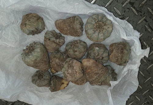 Empaquetaron “Peyote” de Nayarit, con destino a Los Cabos