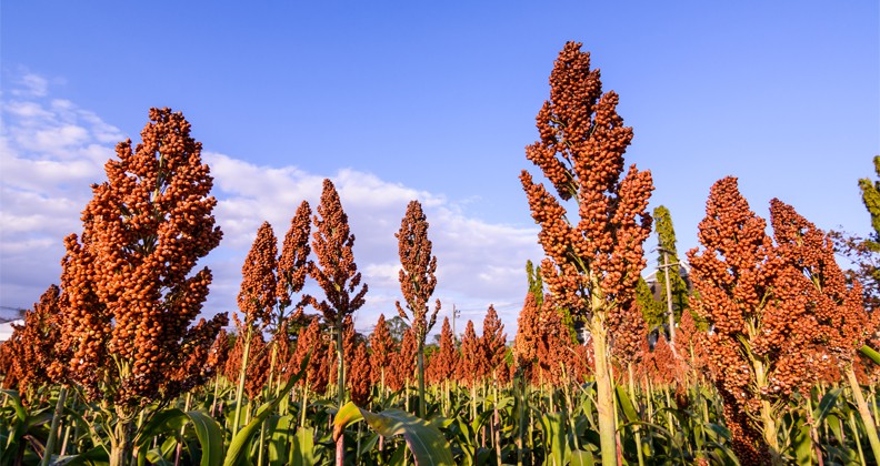 Habrá Foro Sobre Súper Sorgo en San Juan de Abajo