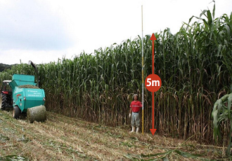 Despertó Interés Cultivo del Súper Sorgo en Agricultores y Ganaderos de Bahía