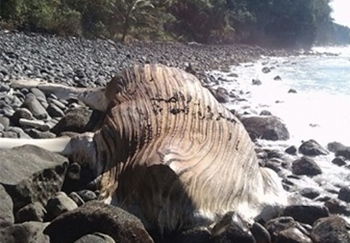 Ballena varada en la playa de Compostela, murió por causas naturales