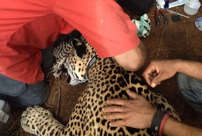 Colocan Primer Collar GPS a un Jaguar en Riviera Nayarit