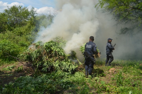 Destruyen plantíos de marihuana en Ixtlán del Río, Nayarit