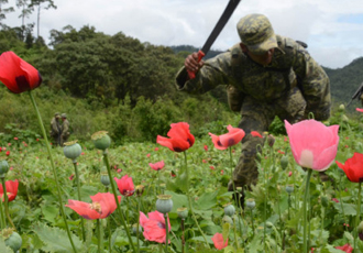 Destruyen ocho plantíos de amapola y mariguana en Nayarit