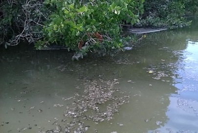 Es la Laguna del Quelele Lecho de Aguas Negras y lodos Urbanos