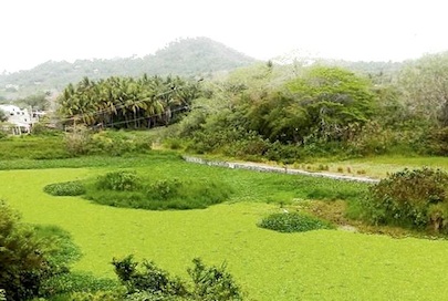 Laguna San Pancho Invadida de Lirio Autoridades Omisas Sigue el Bordo