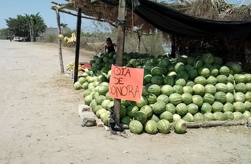 Afecto Plaga Mosca Blanca en 80% Producción de Sandía en San Juan de Abajo