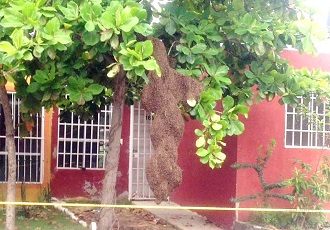 Desatiende PC de Bahía Llamado para Combatir Abejas en Valle Dorado
