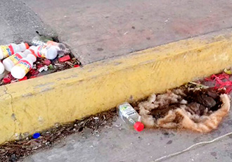 Reportan Perro Muerto ya Disecado y Basura Bajo Puente de Nuevo Vallarta