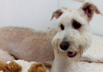 Busca AC Hogares que Adopten Perros o Gatos Callejeros Vacunados y Desparasitados