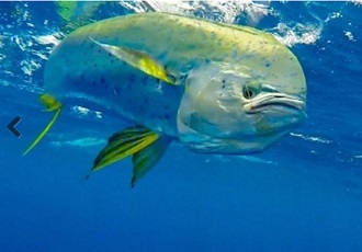 Reportan escasez de “Dorado”; culpan a pesca furtiva y Chinchorro